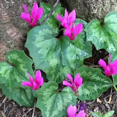 Thalassa بيت للعطل