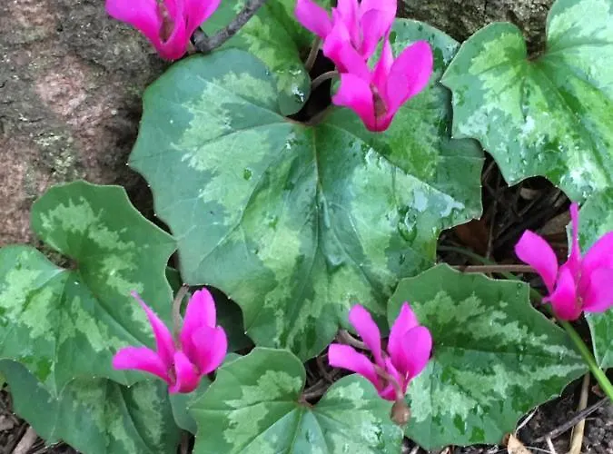 Thalassa Сasa de vacaciones